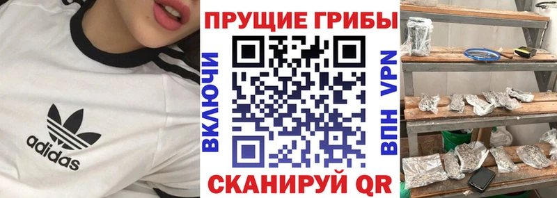 где продают   Куртамыш  Псилоцибиновые грибы MAGIC MUSHROOMS 